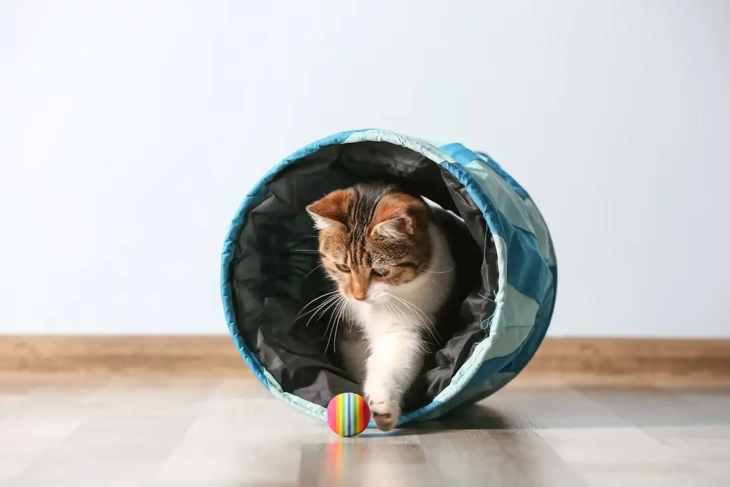 gatos - 2