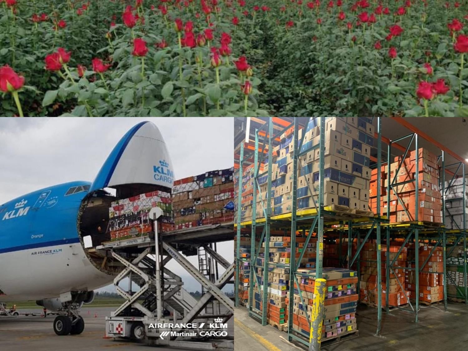 La temporada de las flores terminó con cifras récord transportadas por vía aérea