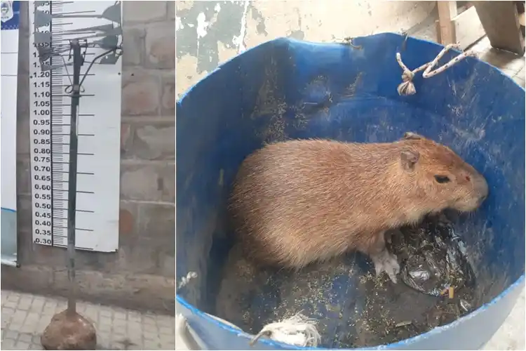 Adolescente robó un carpincho y un cesto de basura y lo detuvieron mientras huía por los techos