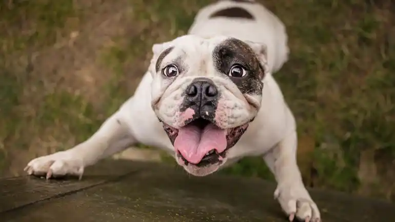 ¿Sacar a pasear al perro mejora la salud?