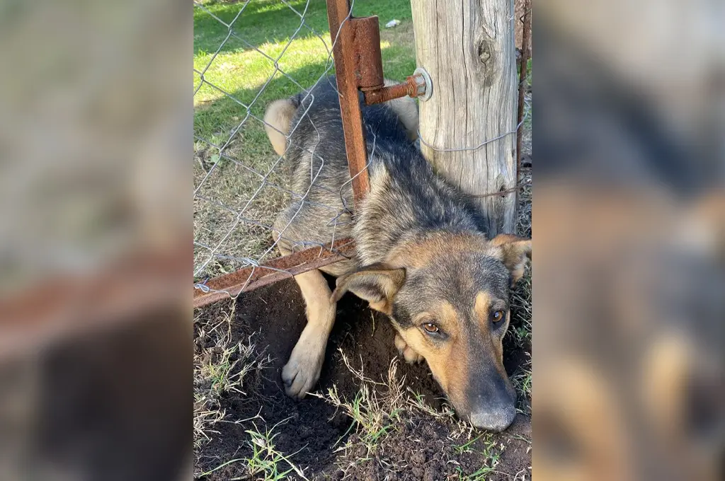 Un perro quedó atrapado entre un poste y un portón y tuvo que ser rescatado por los bomberos