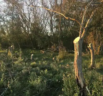 Denuncian tala de árboles nativos de reserva natural en Almirante Brown