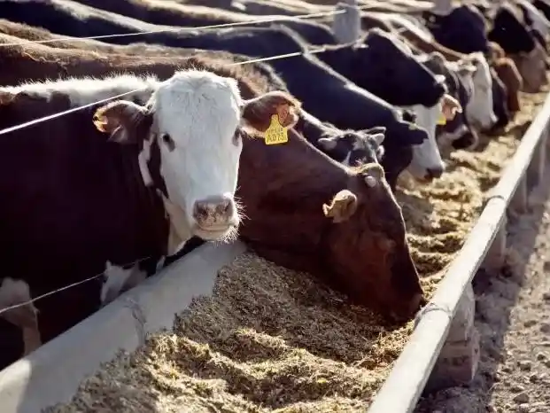 Nutrición bovina