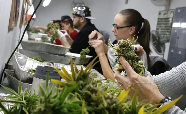 Elección en EEUU: apoyo a la marihuana y a la pena de muerte