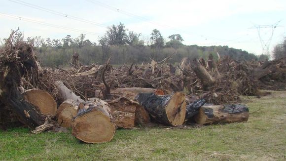 Denuncian deforestación en casco de estancia declarado monumento histórico de Cañuelas: Quieren hacer barrios de lujo