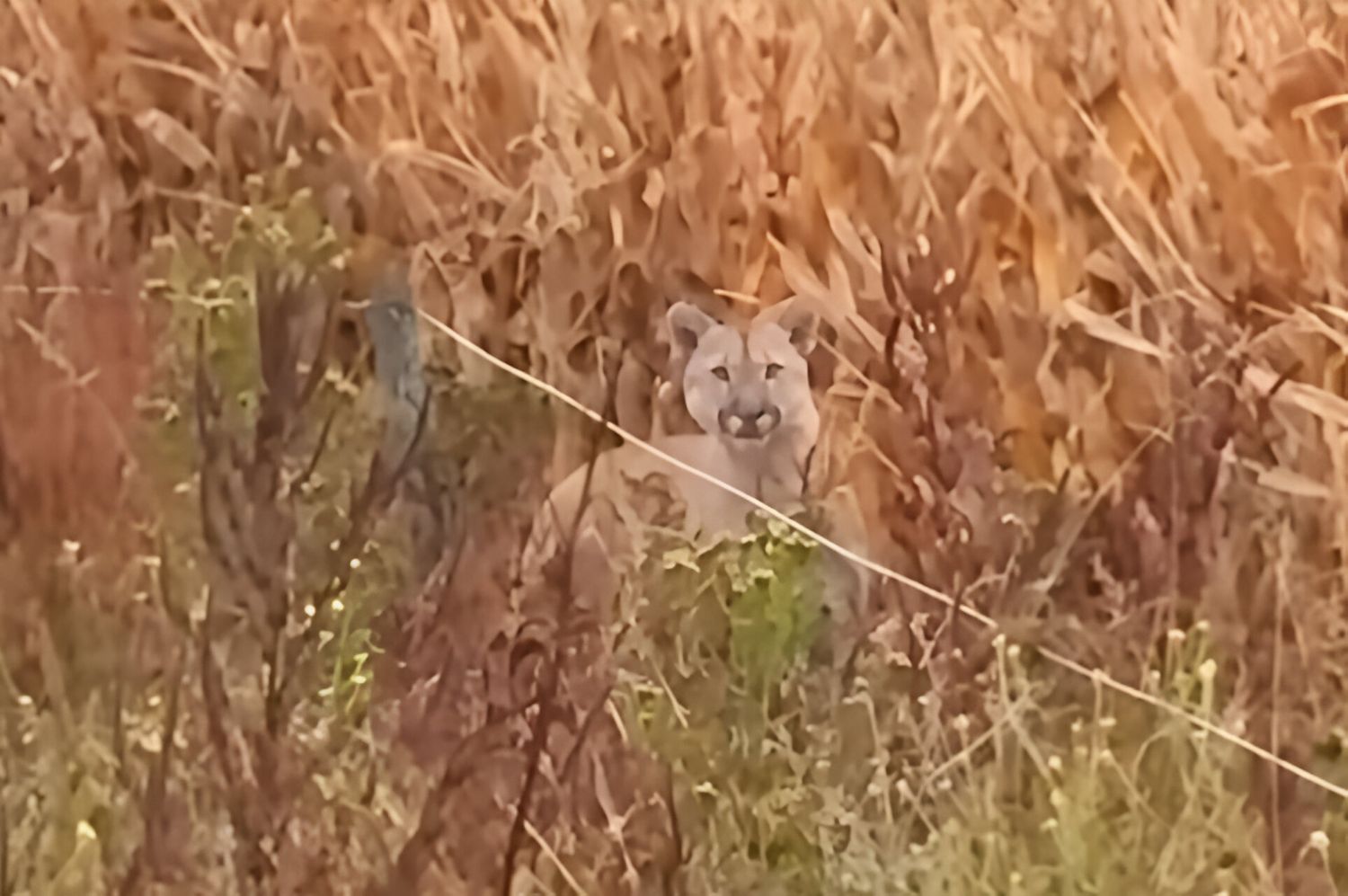El puma que fue avistado en Santa Lucía.