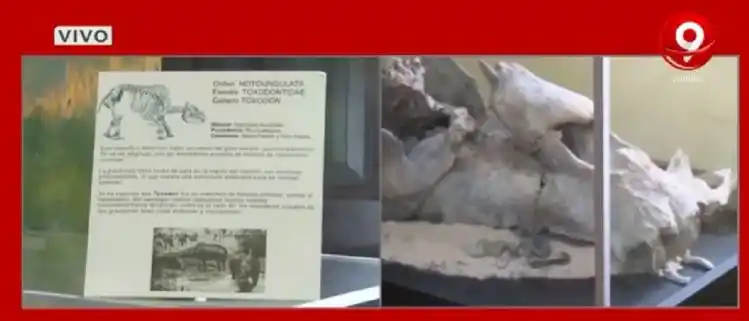 Exhiben en Urdinarrain el resto fósil de un toxodonte de 30 mil años de antigüedad
