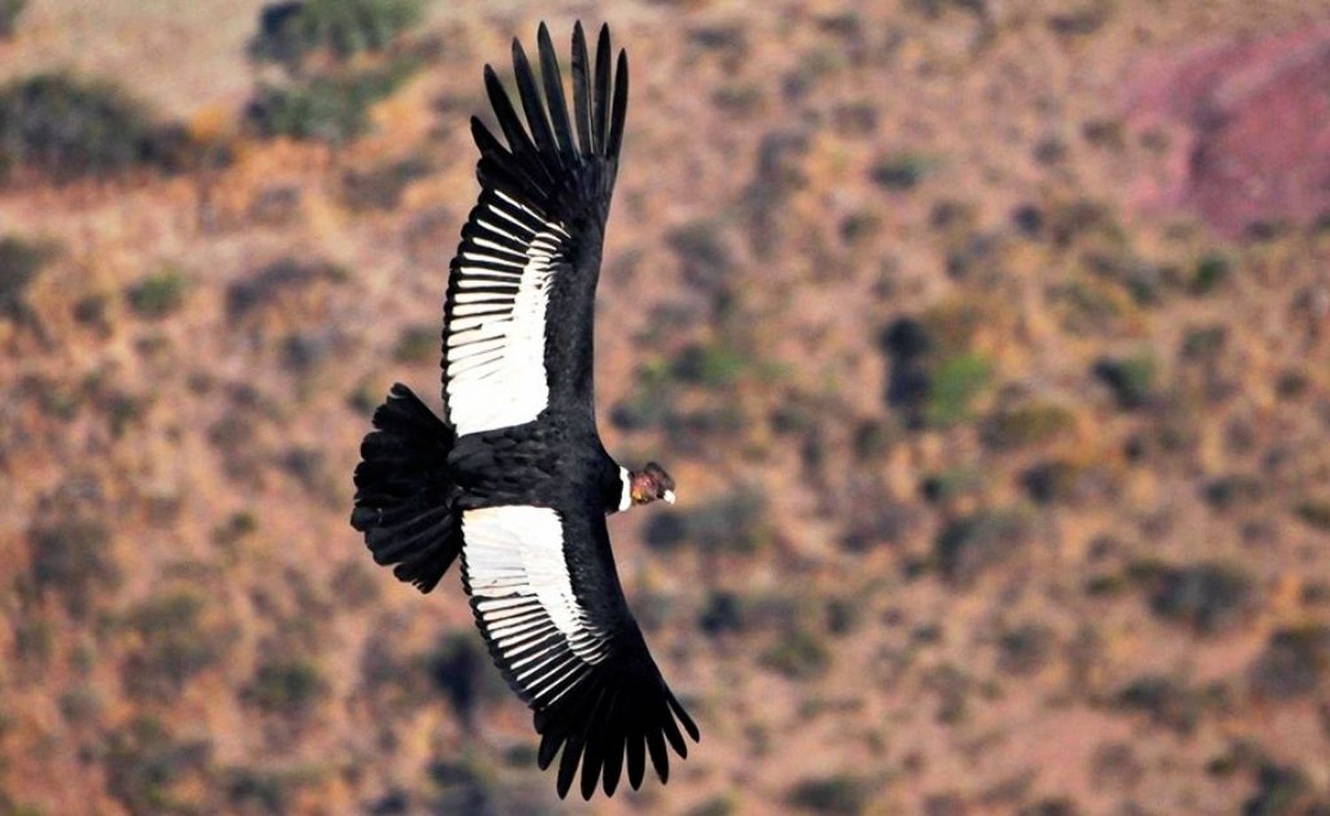 Ya vuela sobre los Andes el cóndor que estaba moribundo e intoxicado con plomo