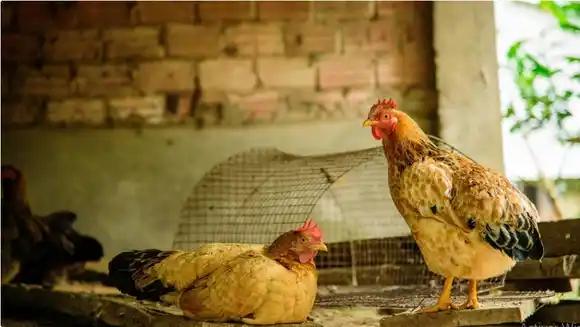 Detectan un caso de influenza aviar altamente patógena en Entre Ríos