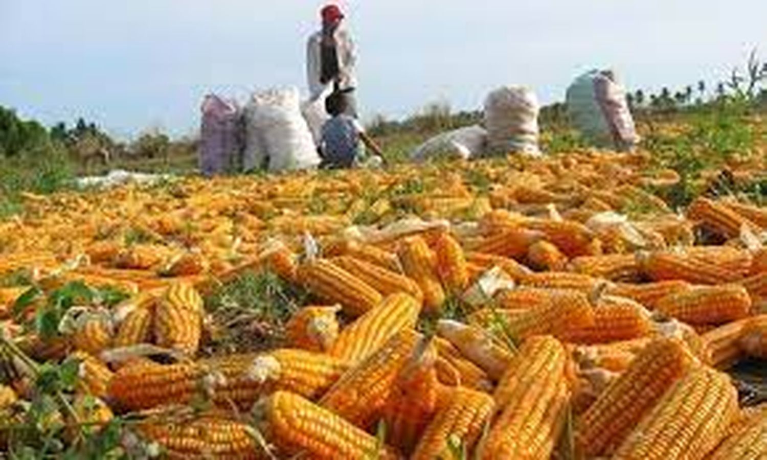 INSEGURIDAD ALIMENTARIA: Sector agropecuario no abastece ni siquiera al 25% de la población
