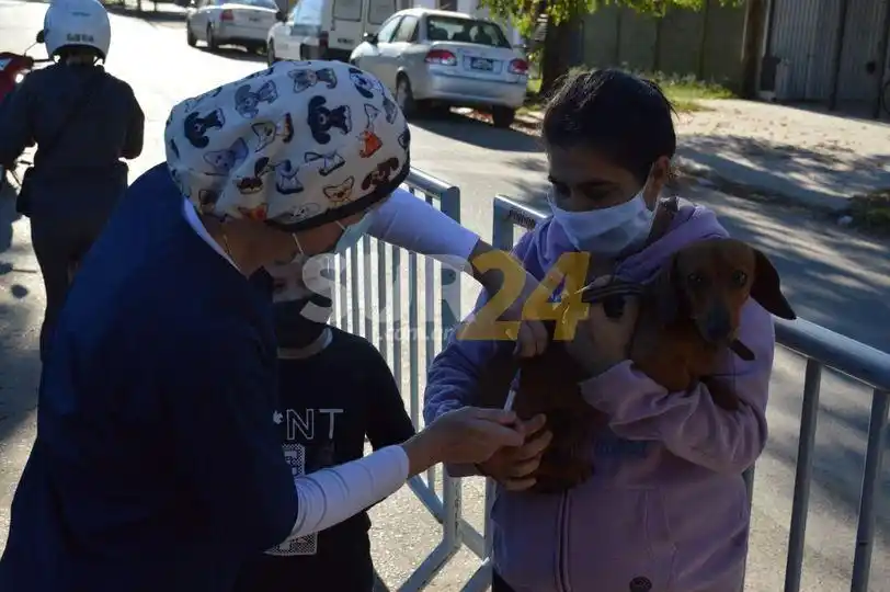 Jornada de vacunación antirrábica en plaza Italia