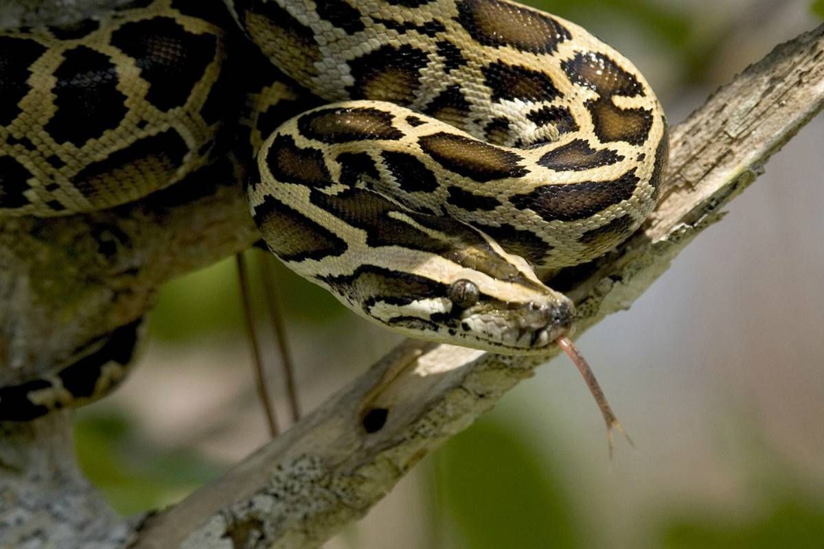Serpiente con instinto maternal ¡IMPRESIONANTE!