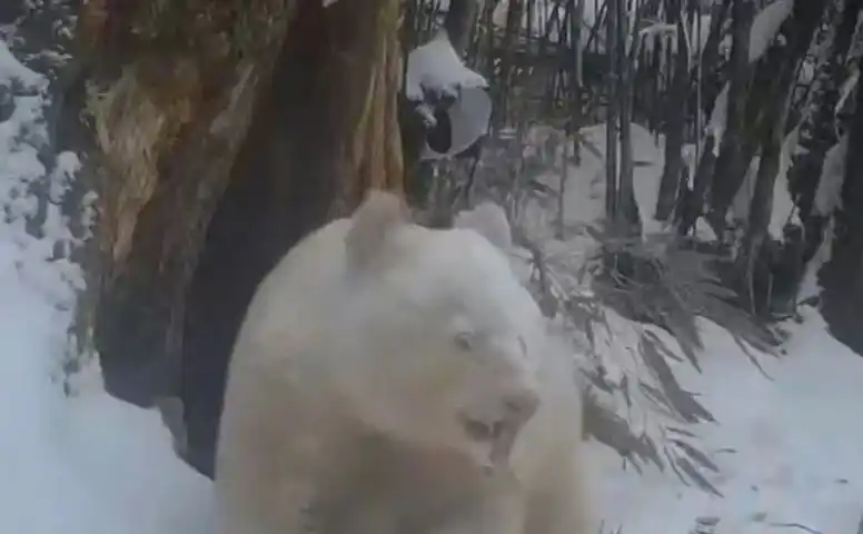 Las impactantes imágenes del único oso panda albino del mundo encontrado en la naturaleza