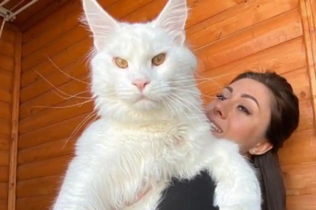 Es viral: Kefir, el gato que mide metro y medio y pesa 12 kilos