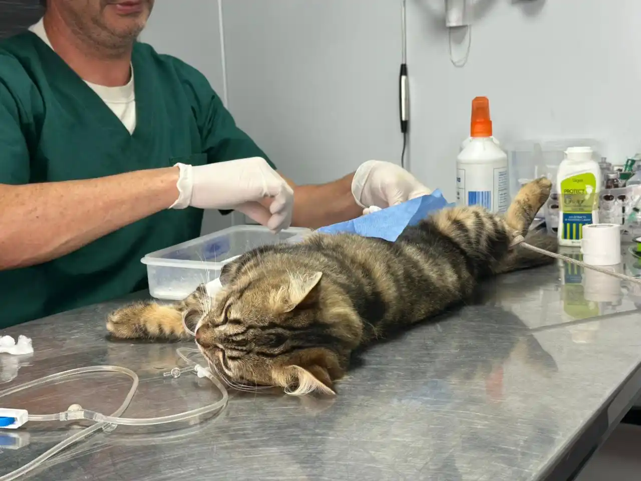 Personal municipal en plena tarea.