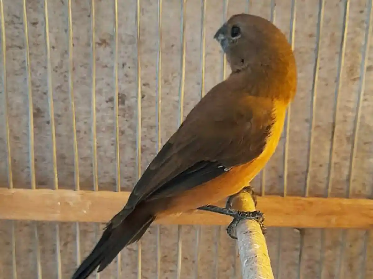 Policía Ambiental rescató 60 aves silvestres en Hernando