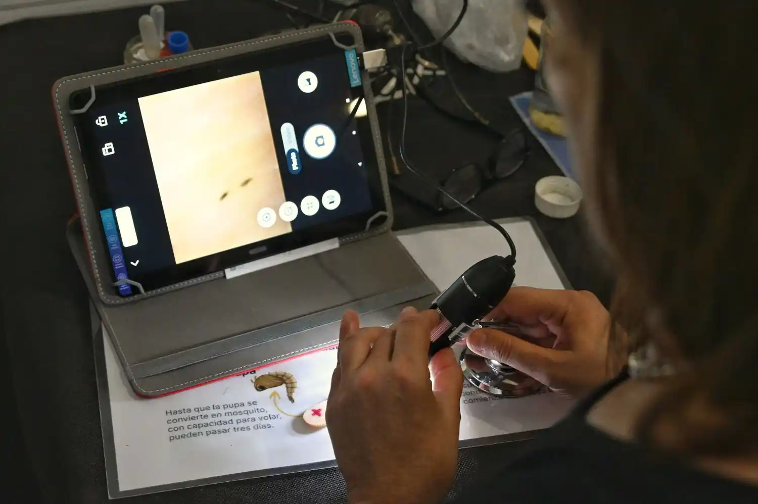 La red de monitoreo que permite conocer en qué momento y en qué lugares aparece el Aedes aegypti, el mosquito que transmite el dengue.