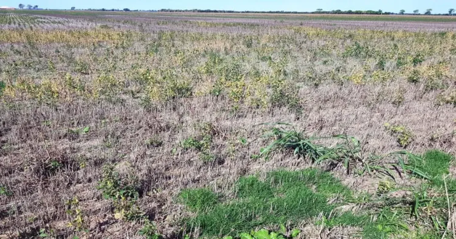 Antes bajos rindes de soja de segunda, en algunos lotes no convendría trillarla