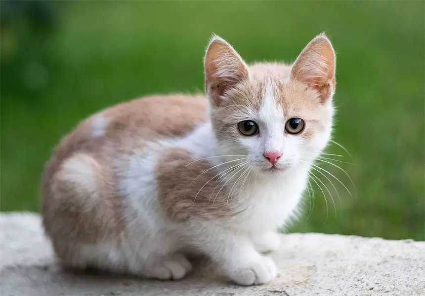 Recomiendan no dar en adopción gatos ni hoy ni mañana