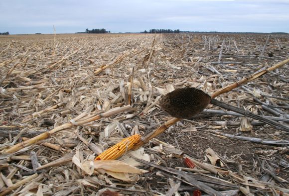 Tres estrategias para ganarles a las malezas en el barbecho de invierno