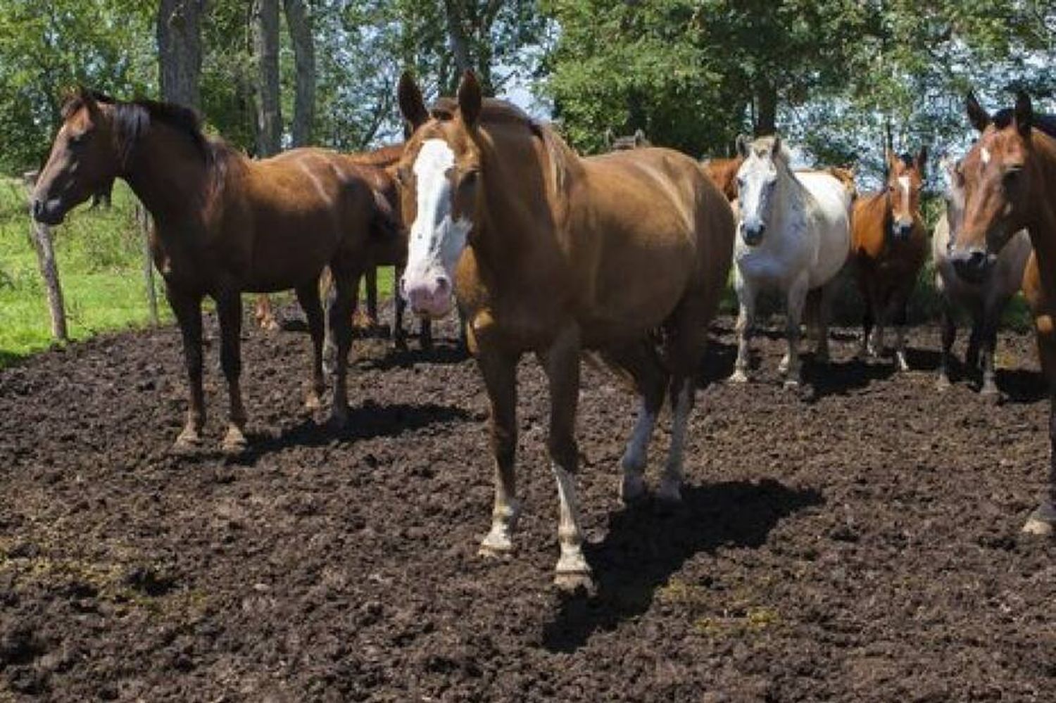 Se expanden los brotes de encefalomielitis equina en la Provincia: Por lo menos 14 municipios están afectados