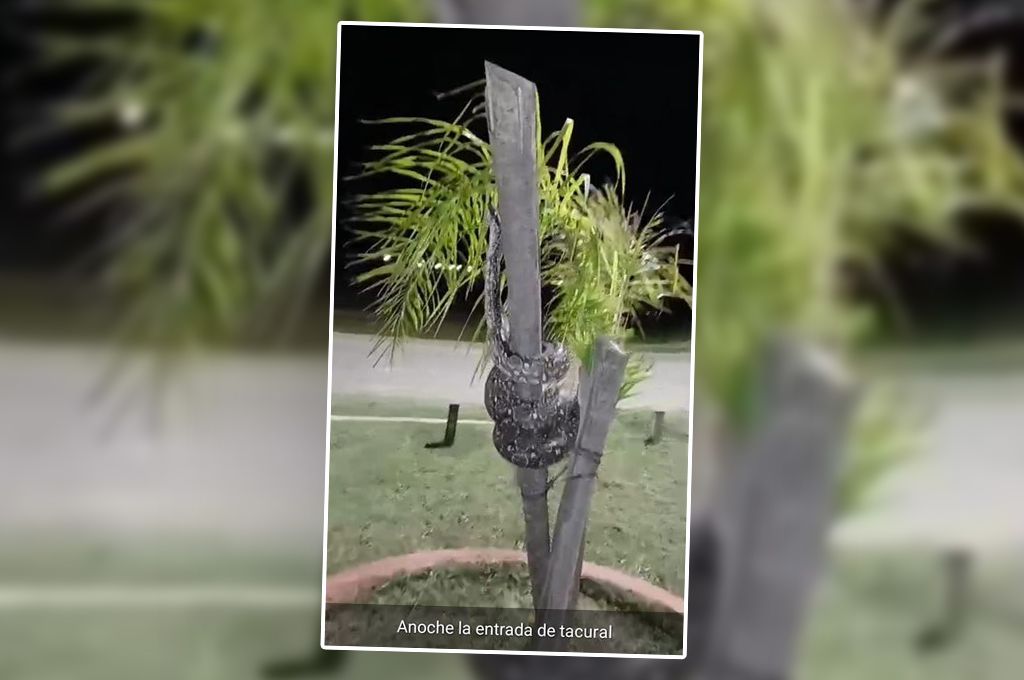 Una inesperada visita: se encontraron con una serpiente de gran tamaño