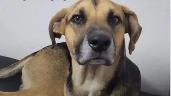 El hecho ocurrió en el Hospital de Urgencias, donde el animal había llegado acompañando a su dueño.