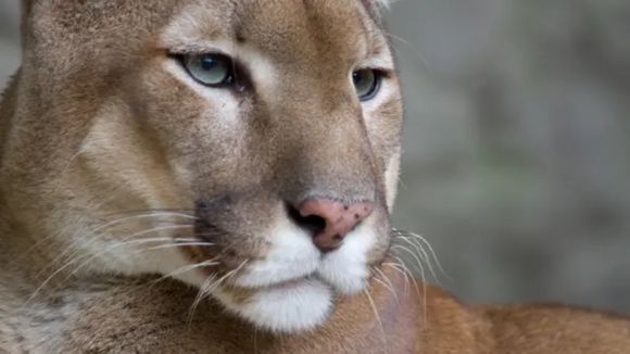 Hay un puma suelto en la zona de Nuevo Alberdi: qué medidas de precaución se deben tomar