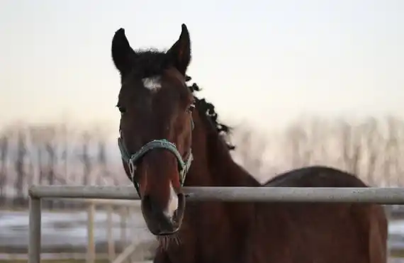 La equinomancia, un vínculo terapéutico para el bienestar humano