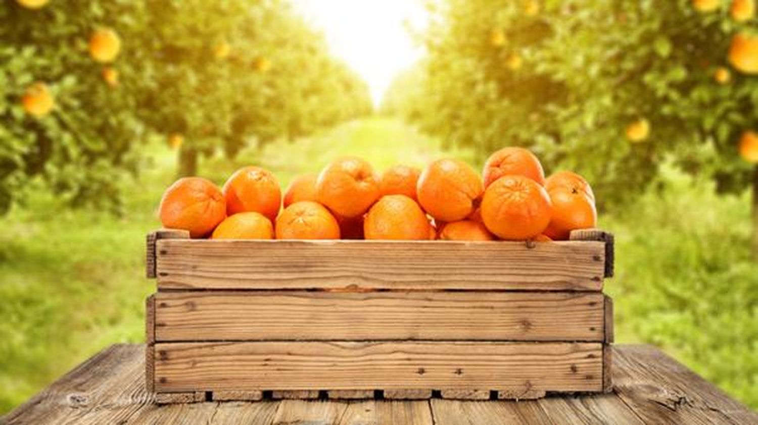 Mandarina en la dieta: ¿La clave para evitar el resfrío?