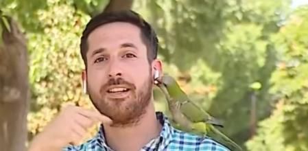 ¡INSÓLITO! Loro roba a un periodista mientras habla de inseguridad callejera (+ VIDEO)