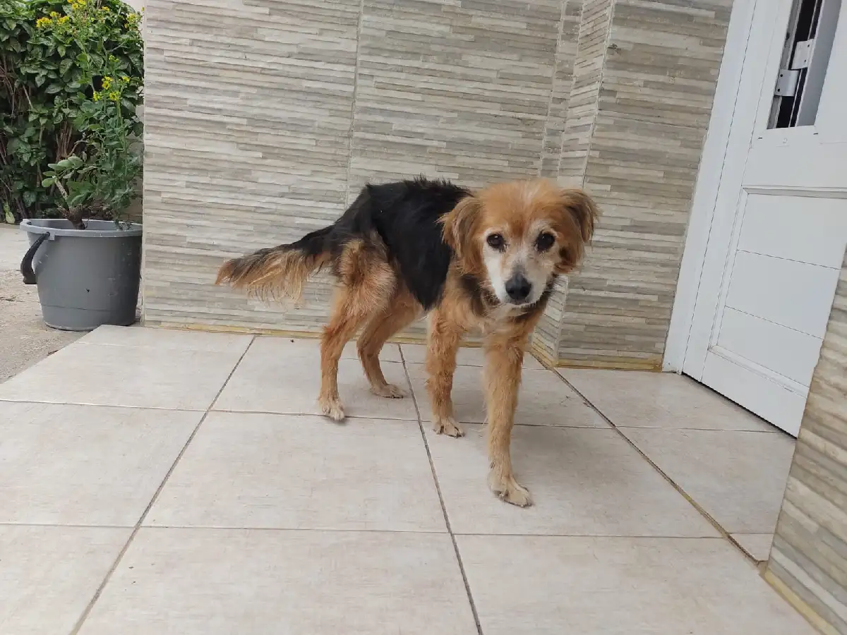 Advierten que puede faltar alimento para mascotas por el cepo a las importaciones