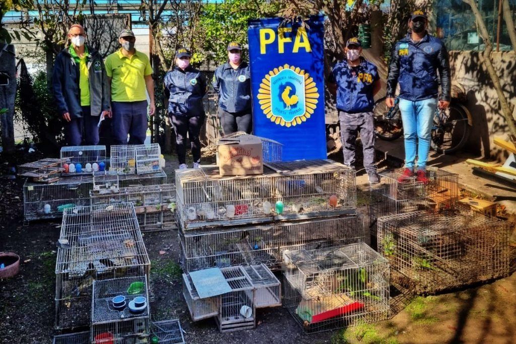 Mar del Plata: Rescataron 100 aves que eran vendidas en Facebook