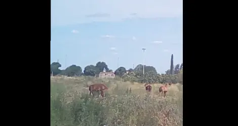 #ReporteCiudadano: Caballos al sol