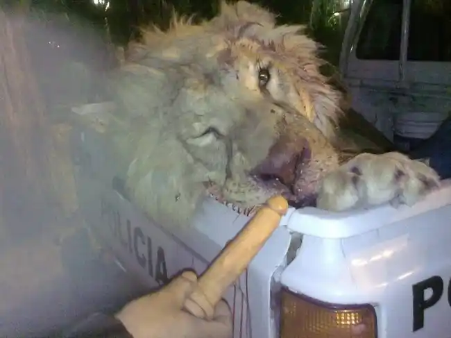 Se burlan con un consolador de un león moribundo