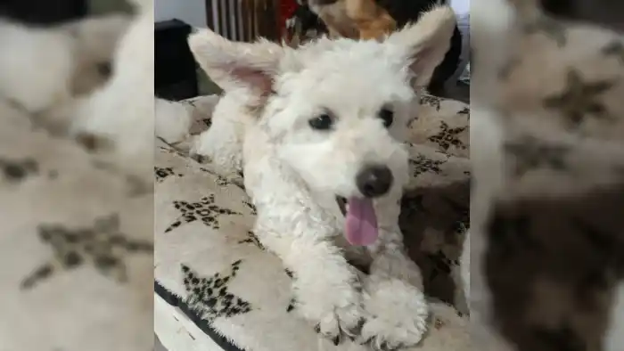 Hallaron a esta perrita en Caroni y Padre Santana