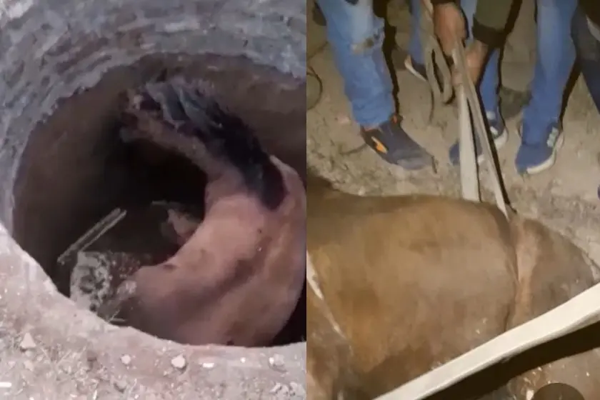 Un caballo cayó a un pozo en un baldío de zona norte y fue rescatado
