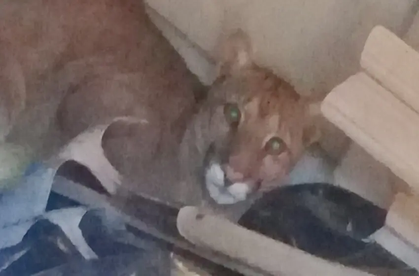 Encontraron a un puma que deambulaba por la región en un campo familiar de Armstrong