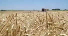 Córdoba lidera el aumento del área triguera en todo el país