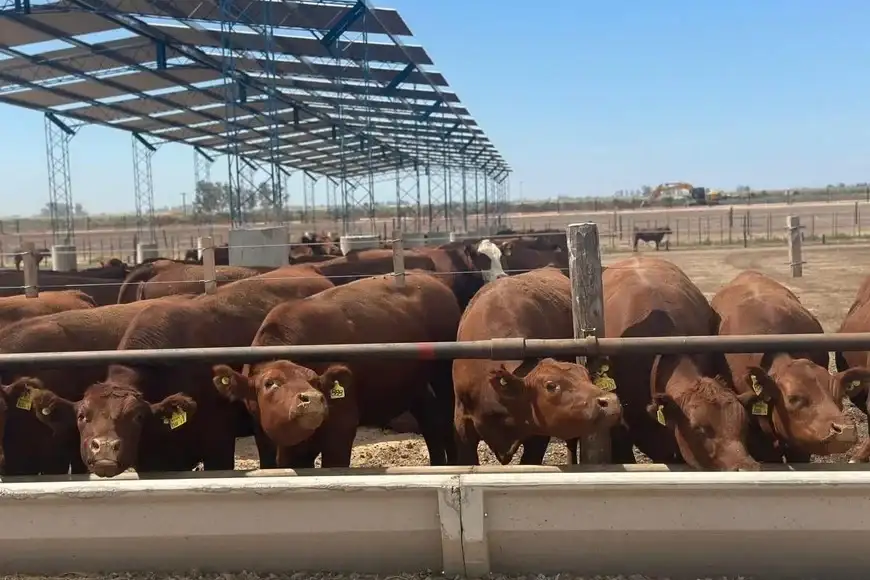 Rosgan advirtió que la recuperación del precio de la hacienda podría ser transitoria - 2