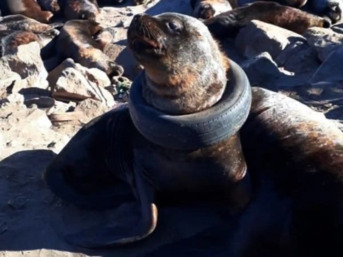 Encontraron un lobo marino con una rueda en el cuello