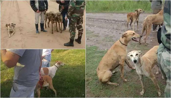 Liberan a más de 30 galgos en operativo contra las carreras clandestinas