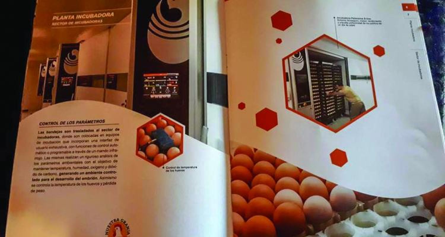 Coto celebró en su planta incubadora, que producirá  230 mil huevos  por semana