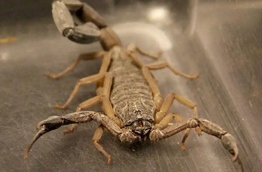 Una nena de 8 años está internada por una picadura de alacrán