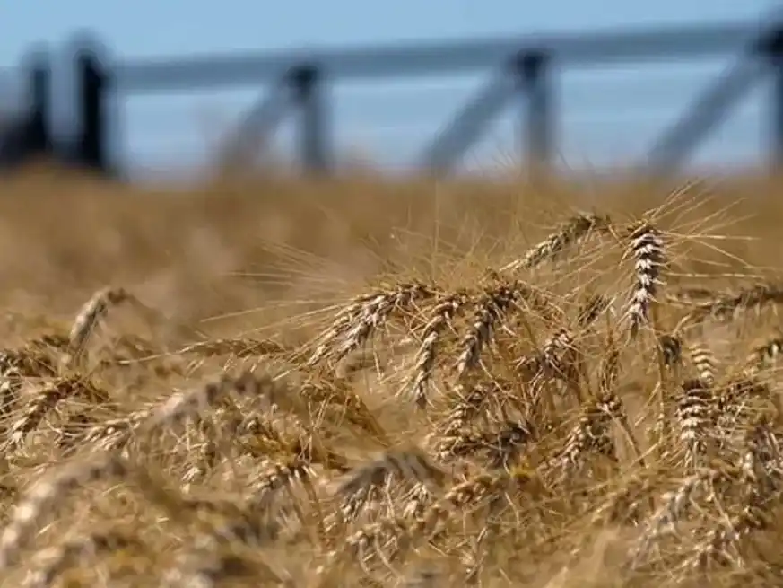 Las lluvias de julio sorprendieron y serán clave para el trigo 2025/26