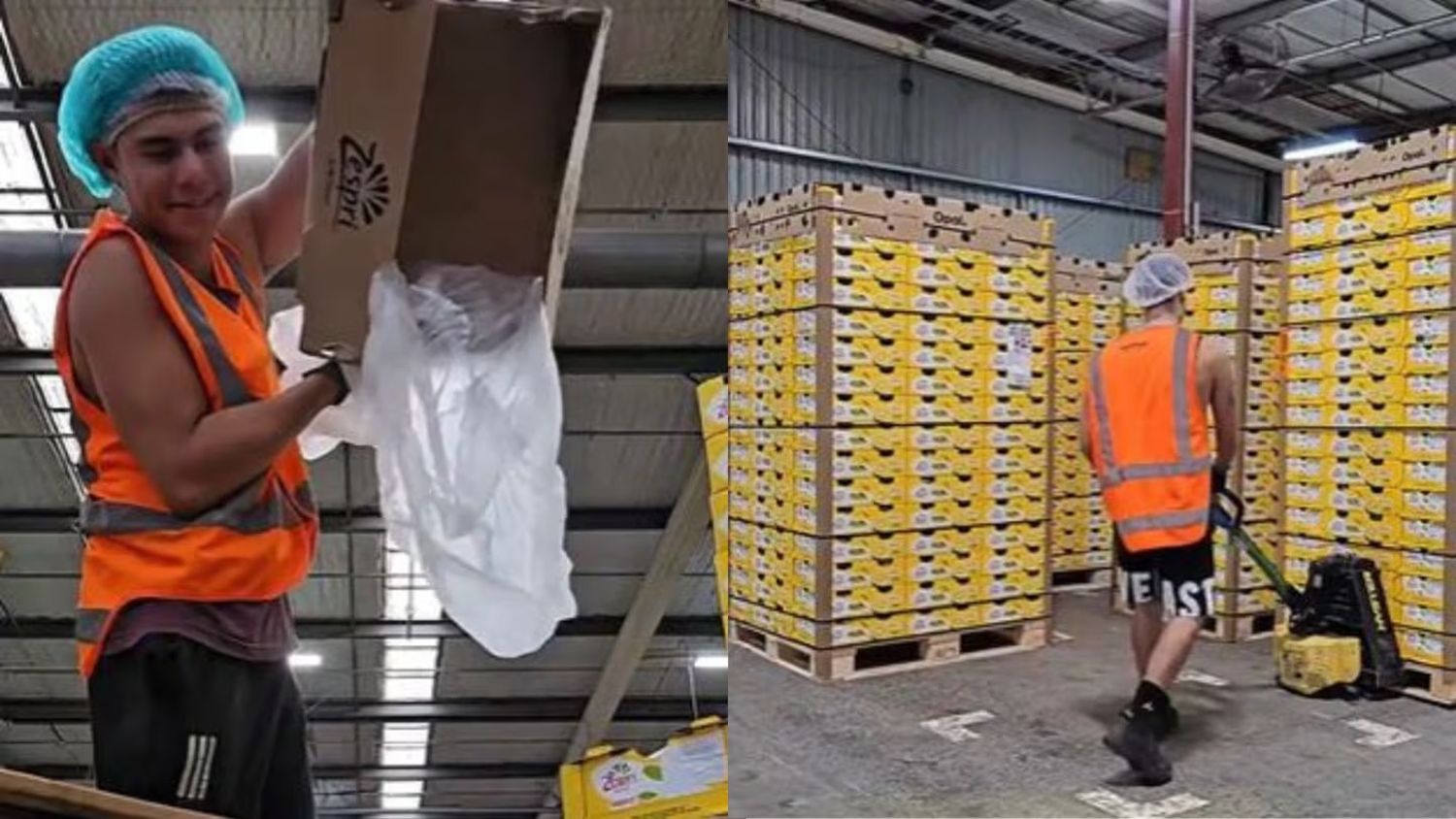 Trabajó 17 días seguidos juntando kiwis en Nueva Zelanda: “Con cada pago se me pasaba el cansancio”