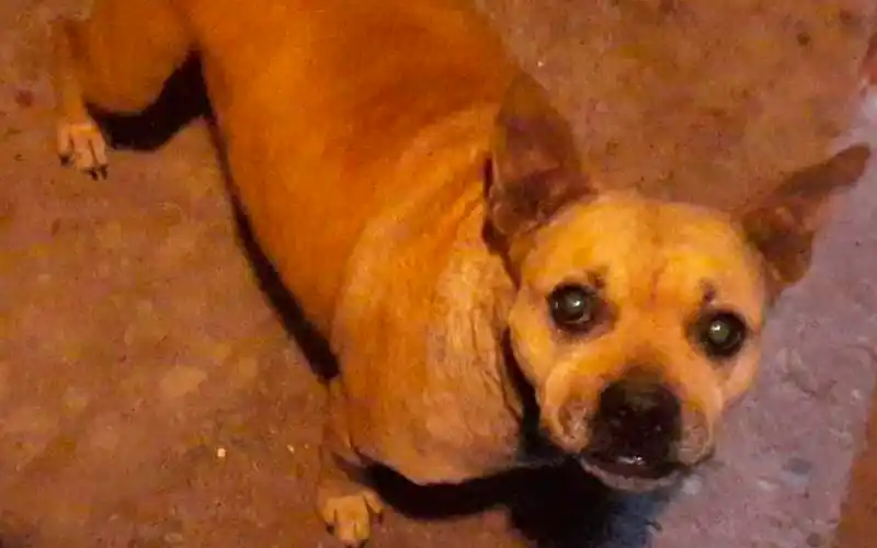 Buscan a Sasha
