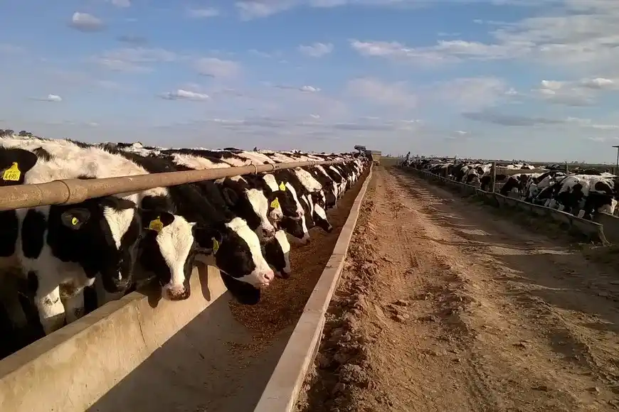 Campo Ganadería VISEC CARNE
