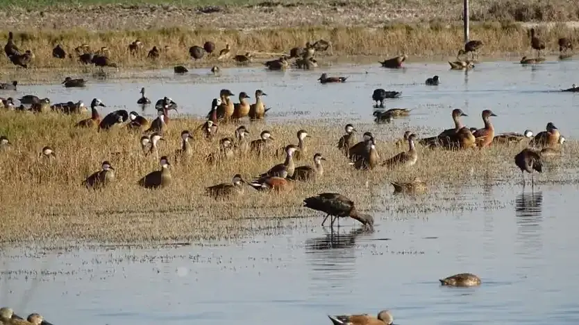 La Reserva insiste en una ley nacional para defender los humedales