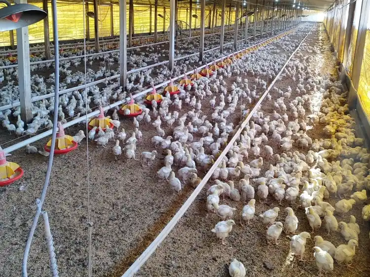 El impacto de los precios impulsa el crecimiento del cerdo y consolida al pollo en Entre Ríos